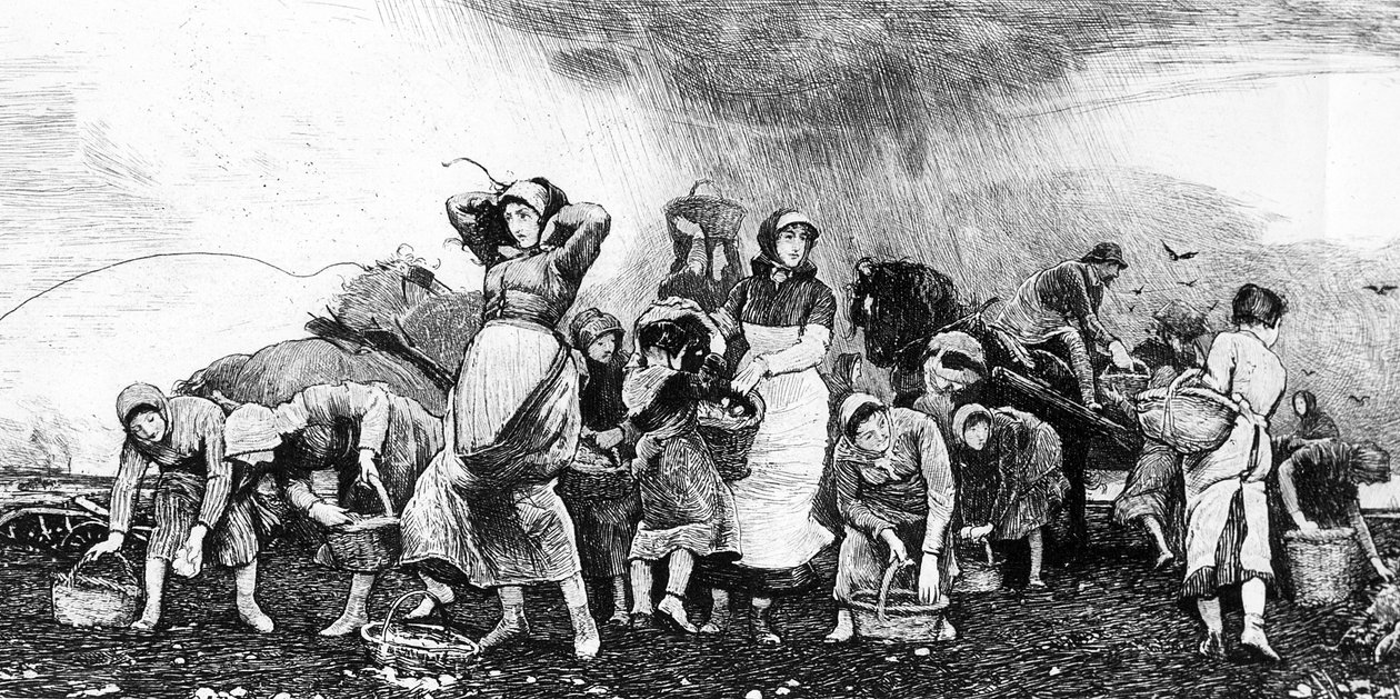 Potatisskörd, ca 1870-talet av Irish School