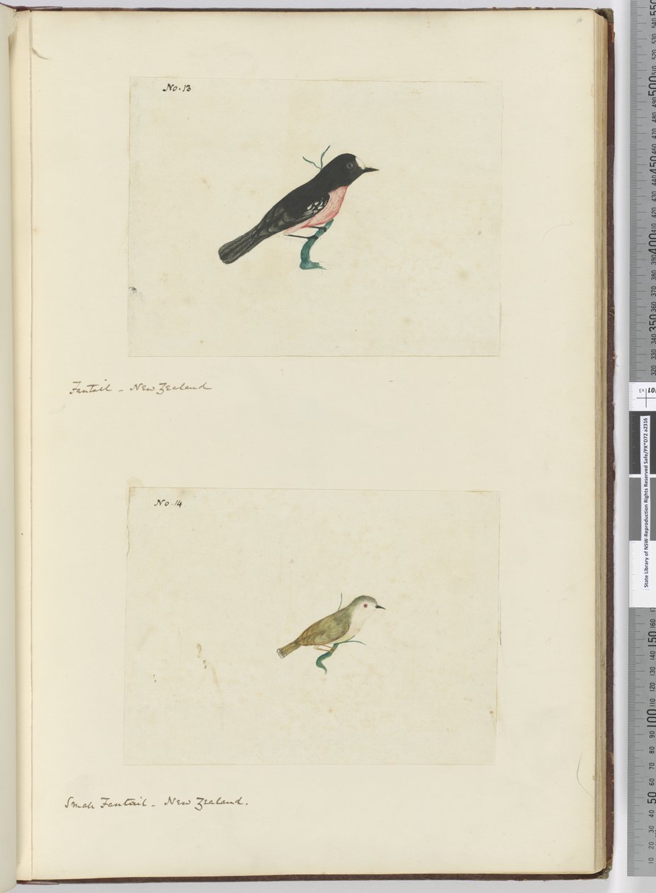 F.13 Fantail. Nya Zeeland F.14 Liten fansvans. Nya Zeeland, 1772-1775 (wc) av Isaac Smith