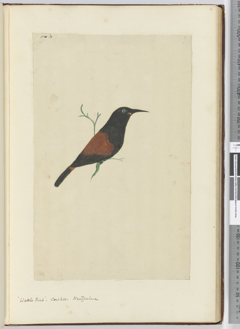 F.18 Wattle fågel. Gök. Nya Zeeland, 1772-1775 (wc) av Isaac Smith