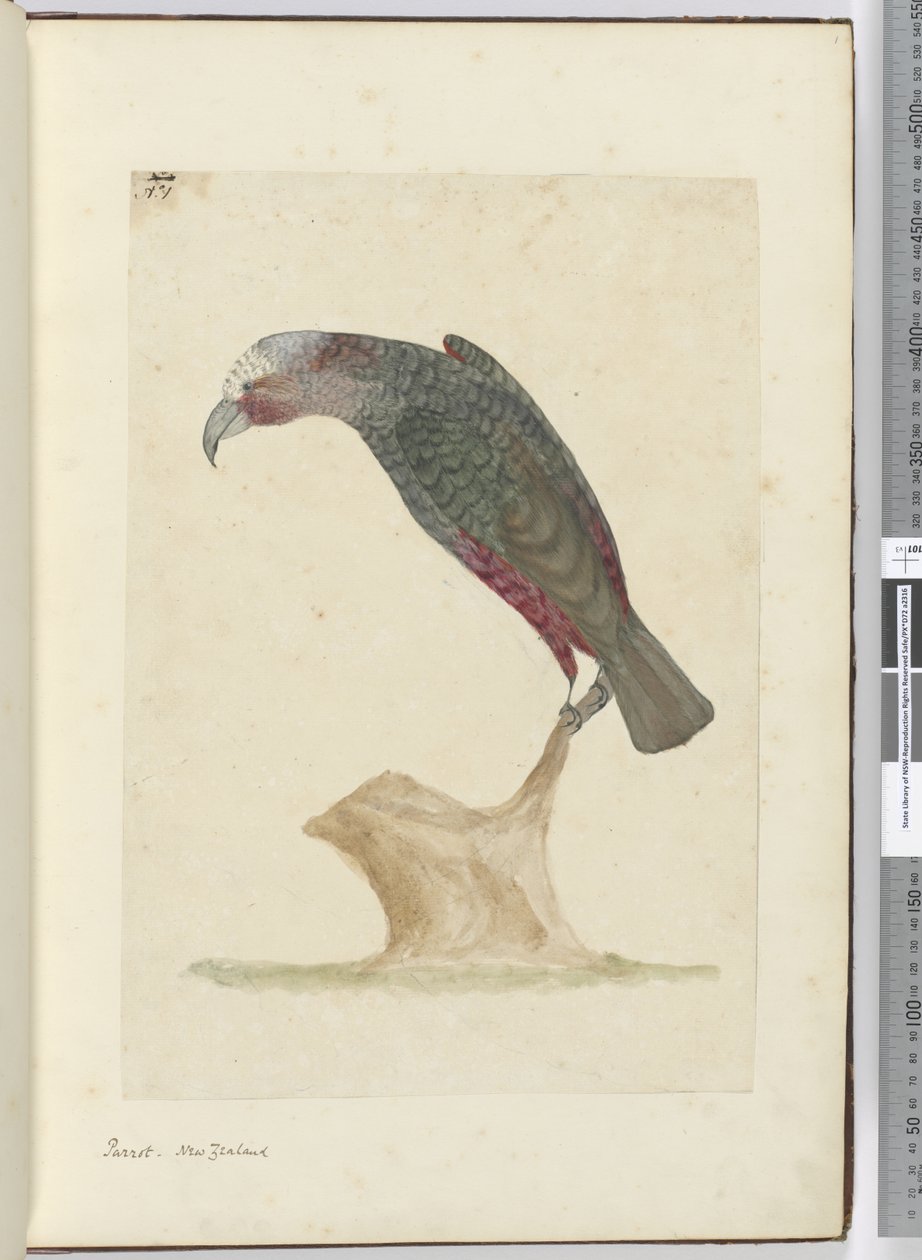 F.1 Parrot, Nya Zeeland, 1772-75 (wc) av Isaac Smith