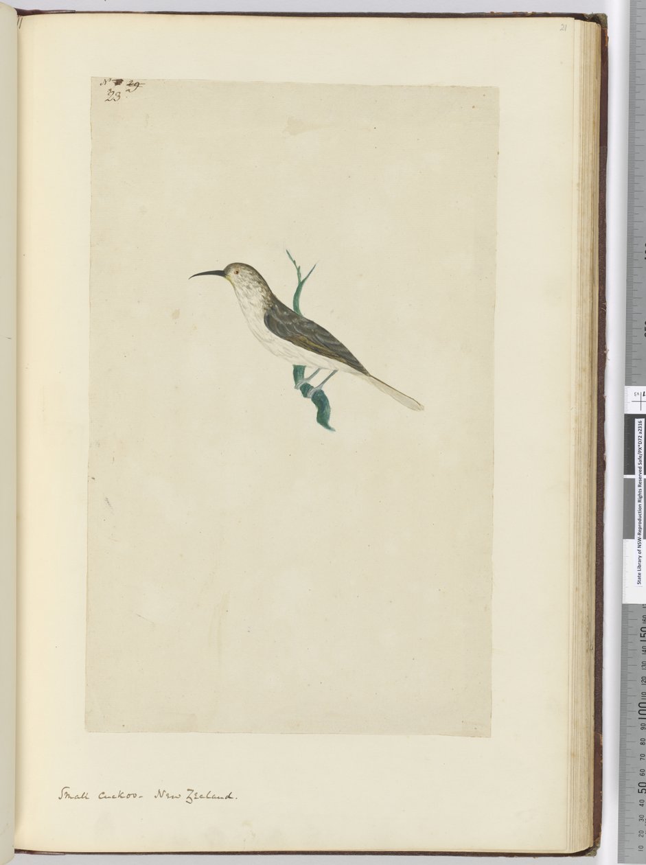 F.23 Liten gök. Nya Zeeland, 1772-1775 (wc) av Isaac Smith