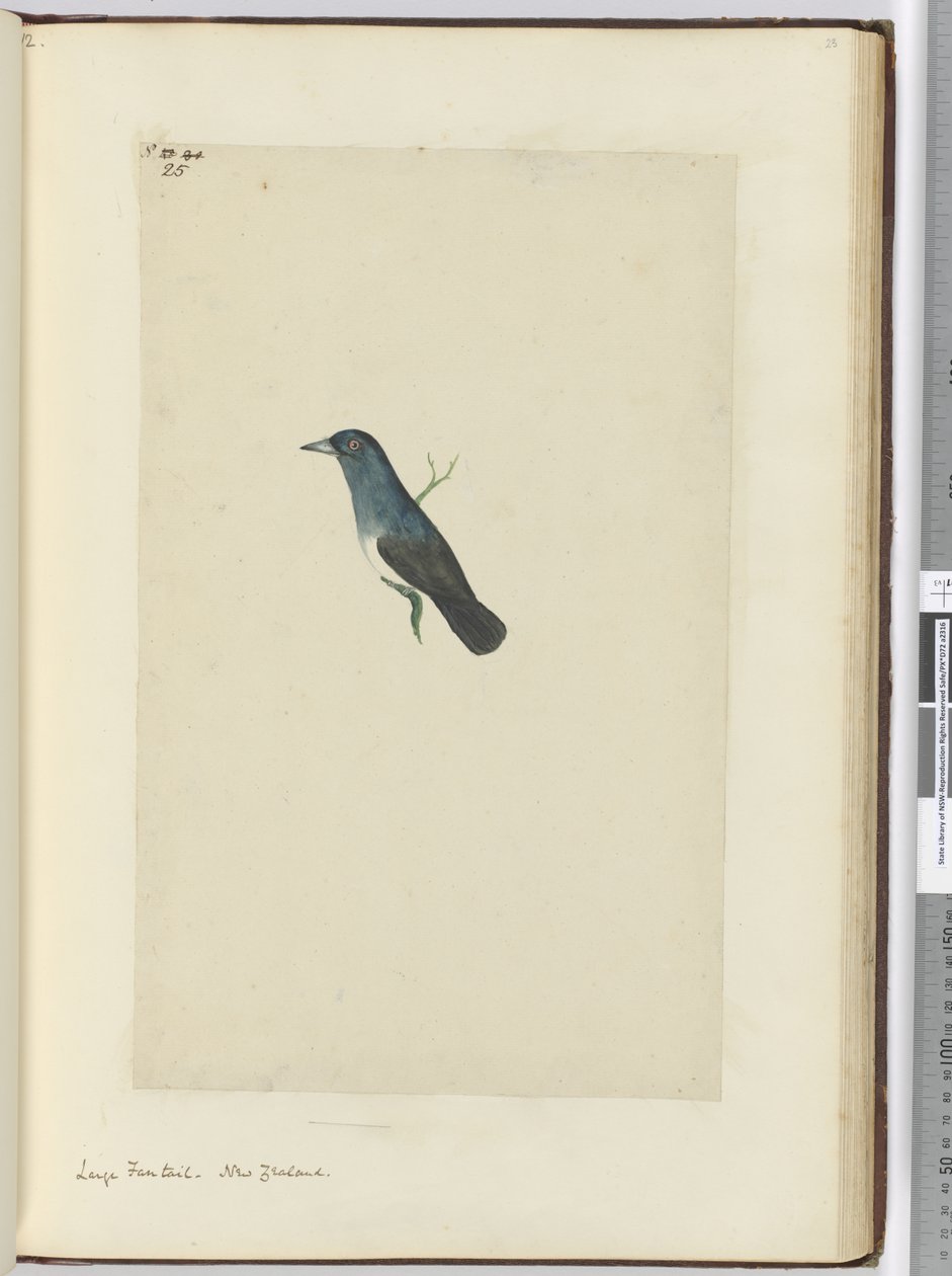 F.25 Stor fansvans. Nya Zeeland, 1772-1775 (wc) av Isaac Smith