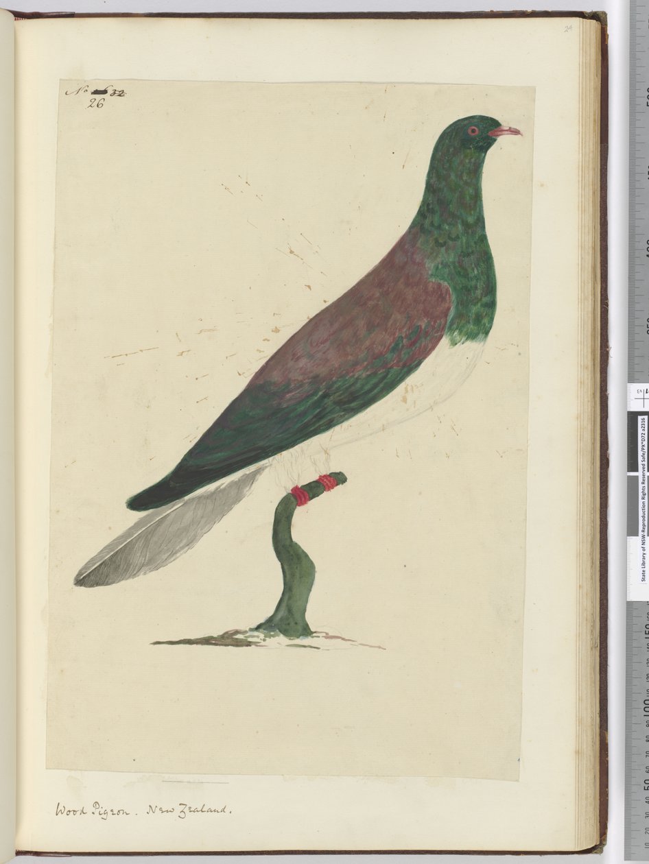 F.26 Skogsduva. Nya Zeeland, 1772-1775 (wc) av Isaac Smith