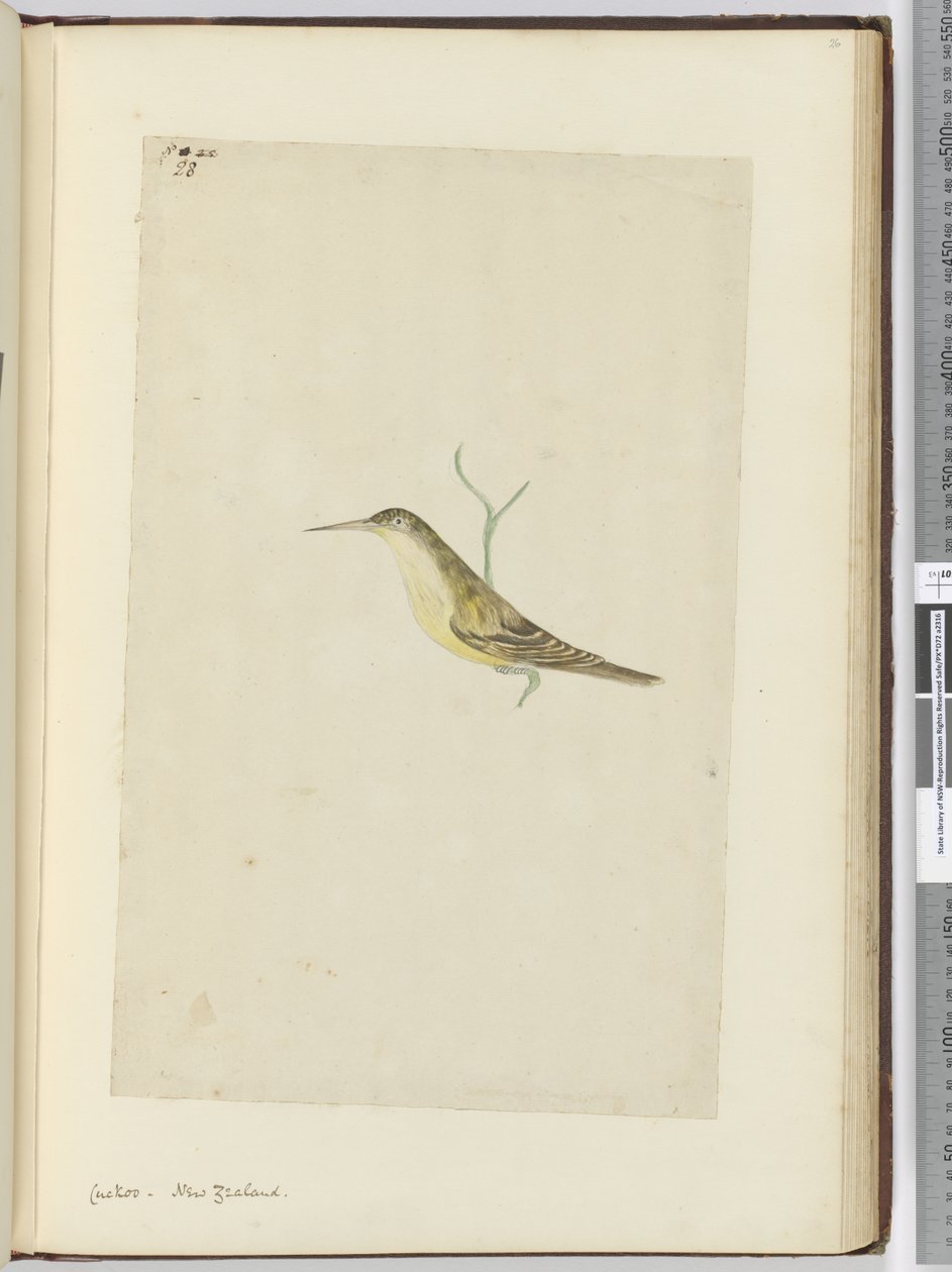 F.28 Gök. Nya Zeeland, 1772-1775 (wc) av Isaac Smith