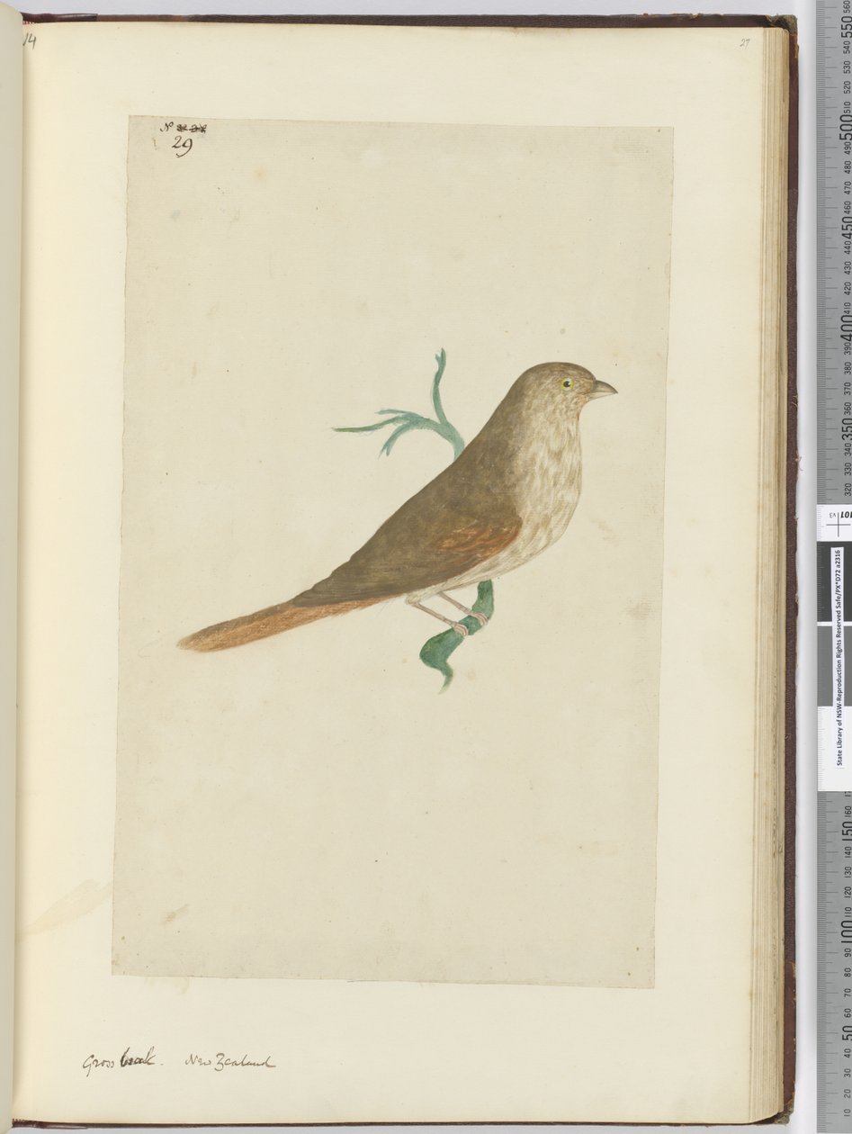 F.29 Grovnäbb. Nya Zeeland, 1772-1775 (wc) av Isaac Smith