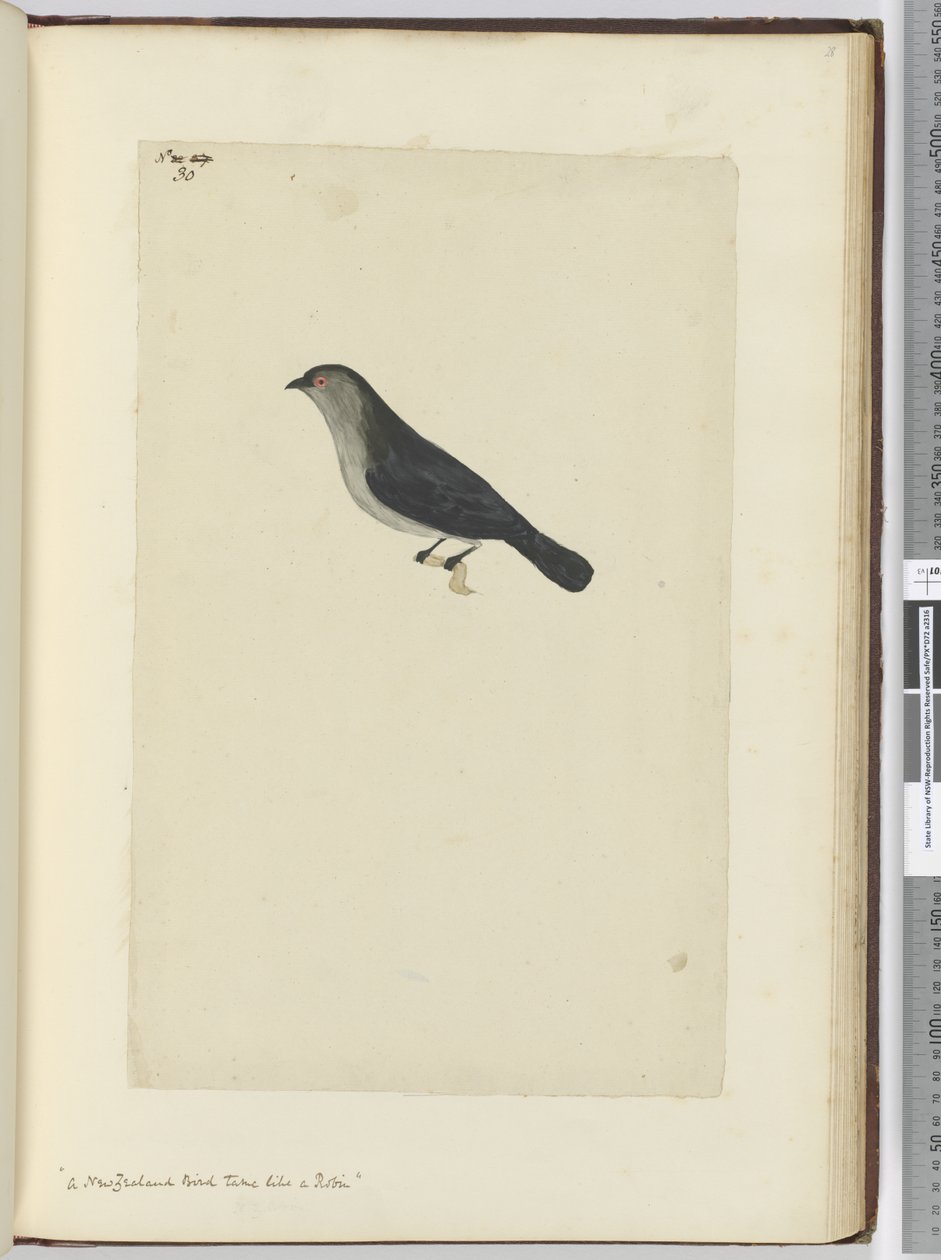 F.30 En nyzeeländsk fågel tam som en rödhake, 1772-75 (wc) av Isaac Smith