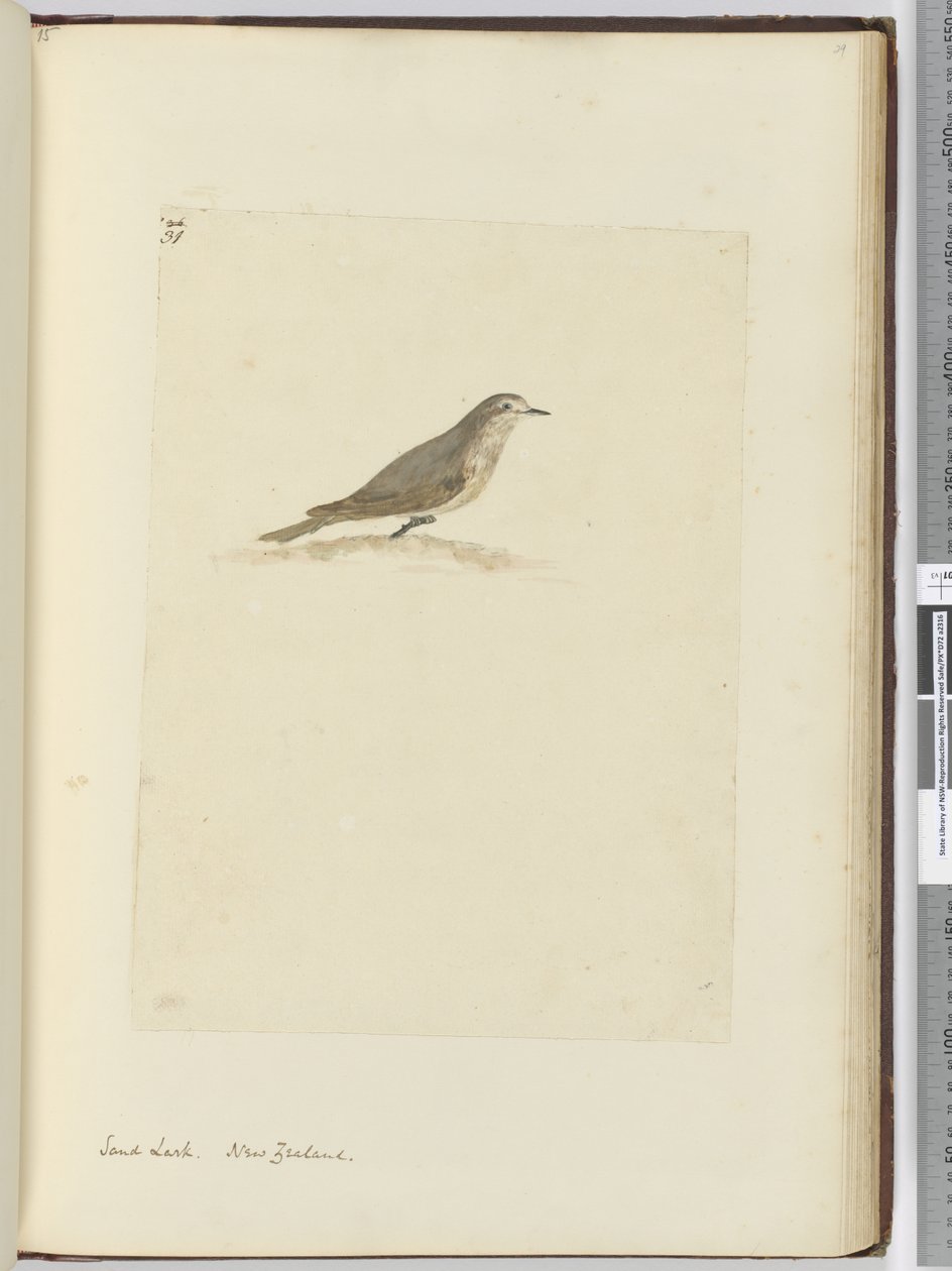 F.31 Sandlärka. Nya Zeeland, 1772-1775 (wc) av Isaac Smith