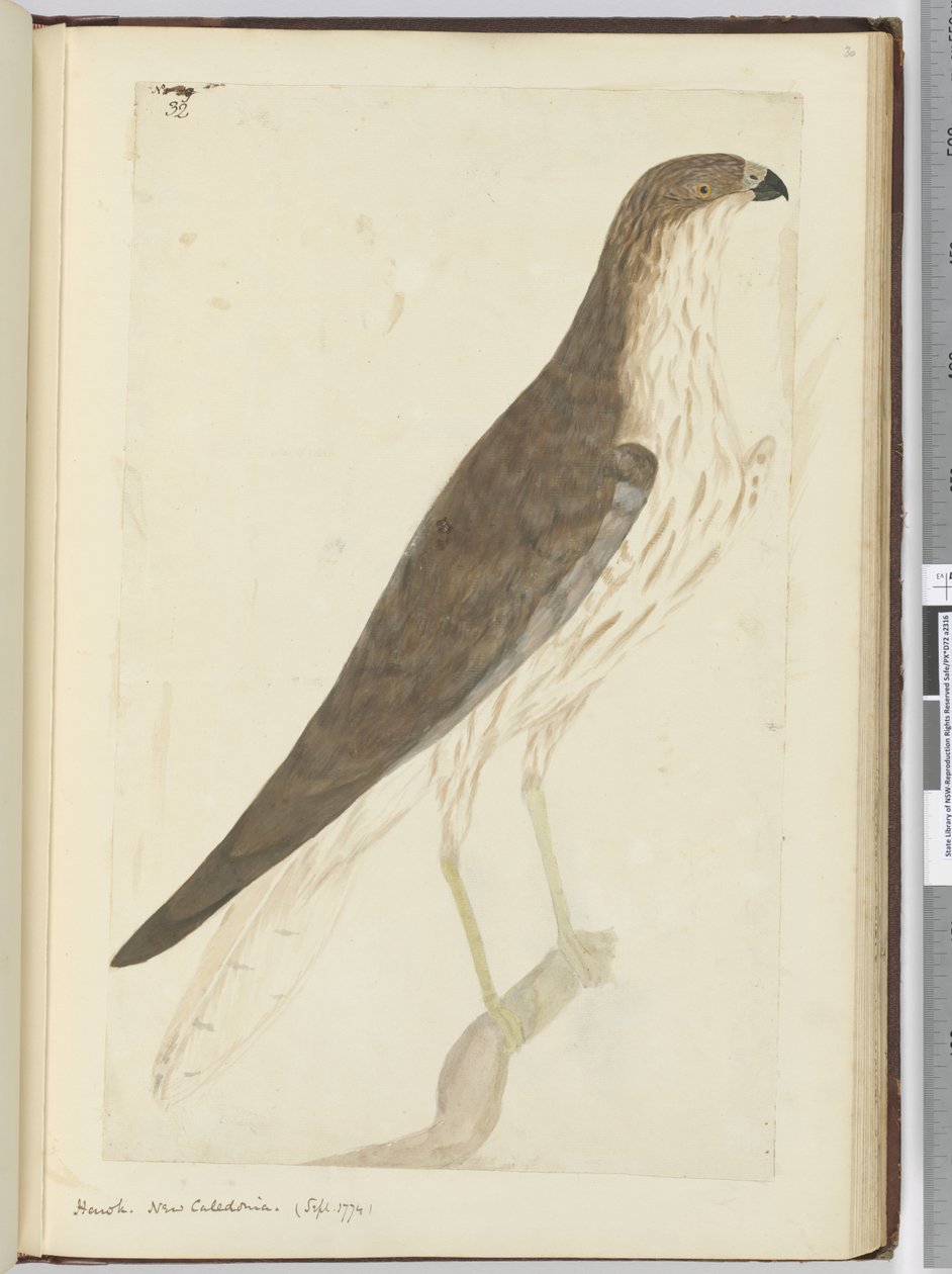 F.32 Hök. Nya Kaledonien. (sept. 1774), 1772-75 (wc) av Isaac Smith