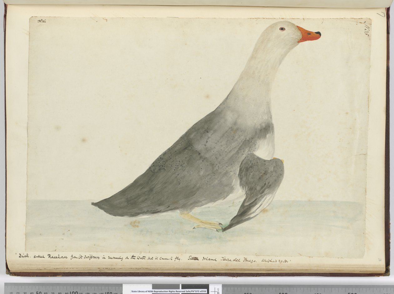 F.35 Duck kallade Racehorse för sin snabbhet att springa på vattnet men den kan inte flyga. Staten Island Tierra del Fuego. Vägde 29 lbs, 1772-75 (wc) av Isaac Smith