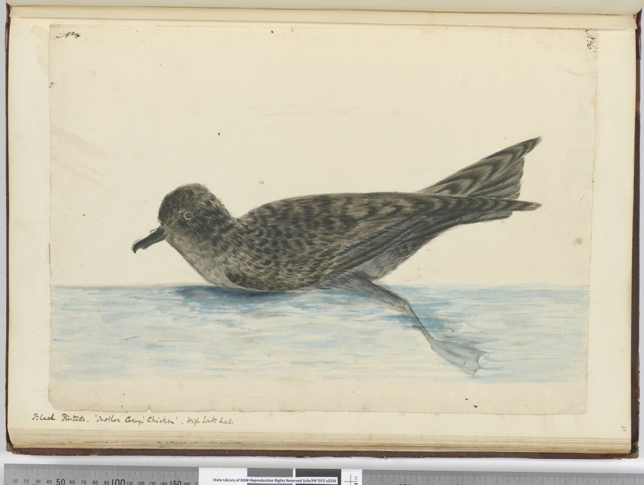 F.36 Svart pintado. Mamma Careys kyckling. High South lat., 1772-75 (wc) av Isaac Smith