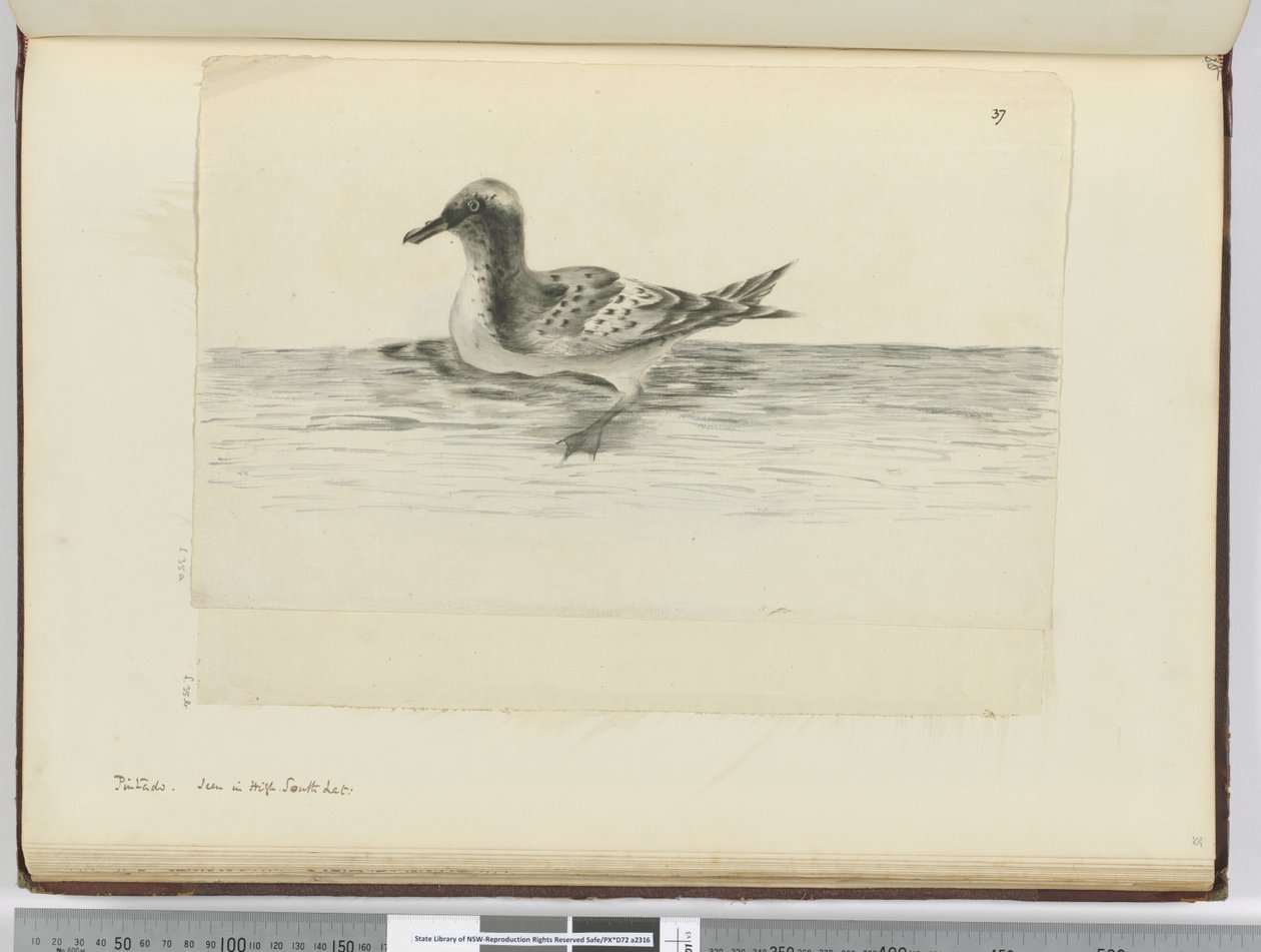 F.37a Pintado. Sedd i hög sydlat., 1772-75 (wc) av Isaac Smith