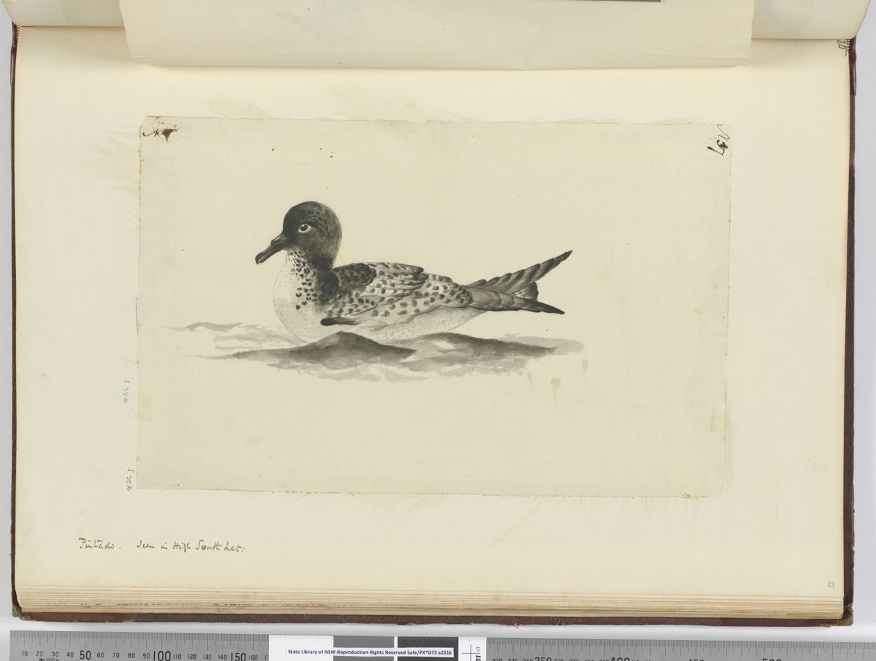F.37b Pintado. Sedd i hög sydlat., 1772-75 (wc) av Isaac Smith