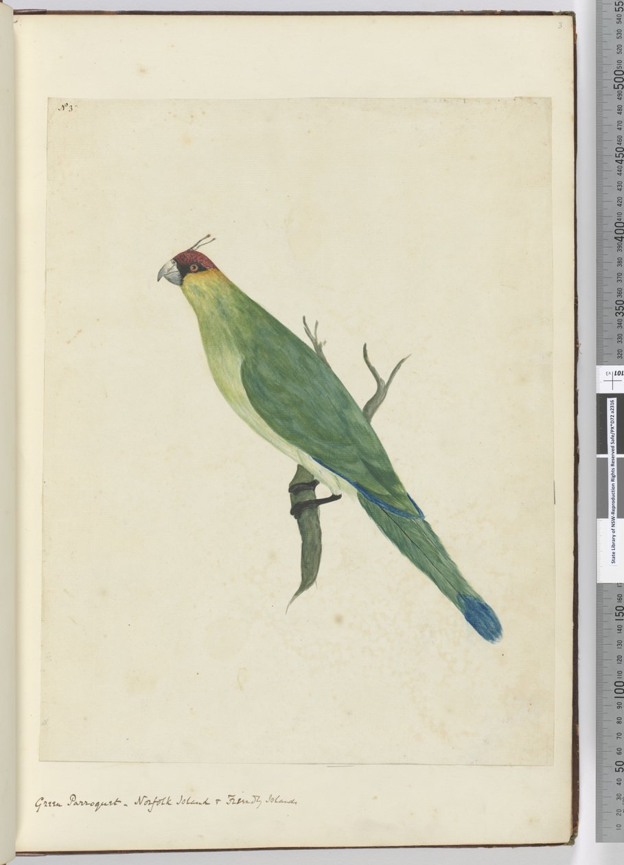 F.3 Grön parkett. Norfolk Island & Friendly Islands, 1772-75 (wc) av Isaac Smith