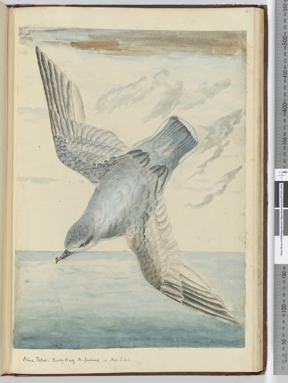 F.40 Blåsvala. Dusky Bay Nya Zeeland. I high S. lat., 1772-75 (wc) av Isaac Smith