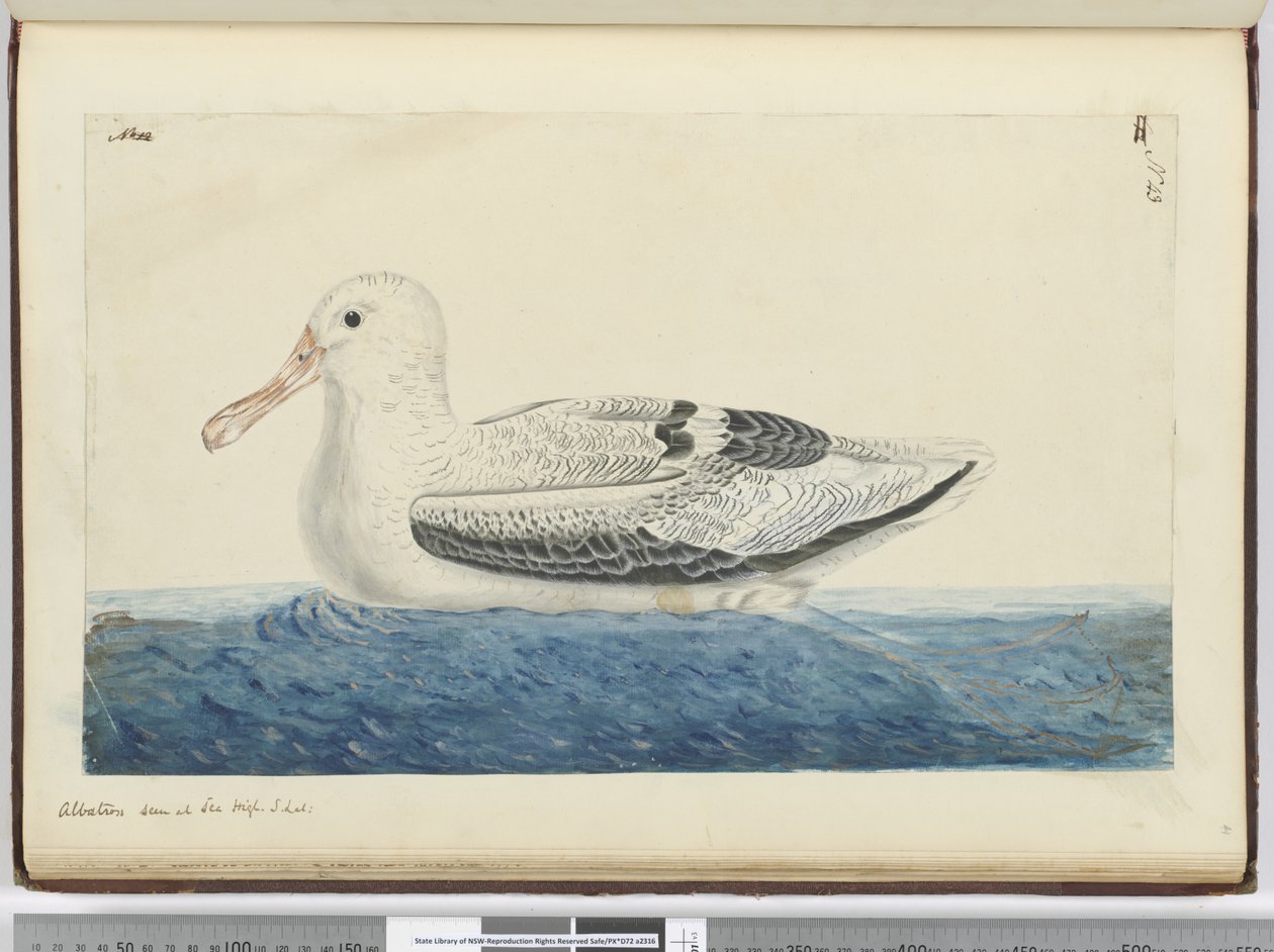 F.43 Albatross. Sedd till sjöss hög S. lat., 1772-75 (wc) av Isaac Smith