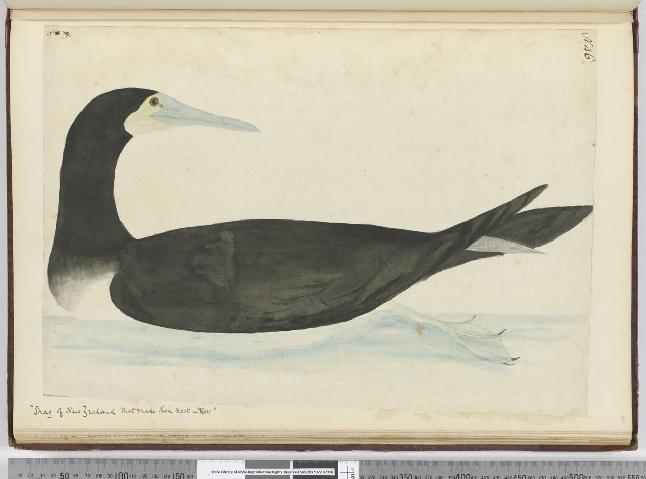 F.46 Shag från Nya Zeeland som gör sitt bo i träd, 1772-75 (wc) av Isaac Smith