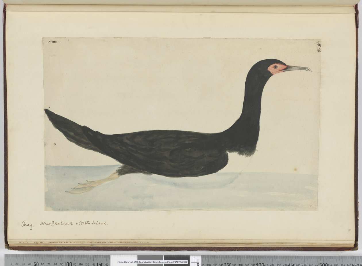 F.48 Shag. Nya Zeeland och Staten Island, 1772-75 (wc) av Isaac Smith