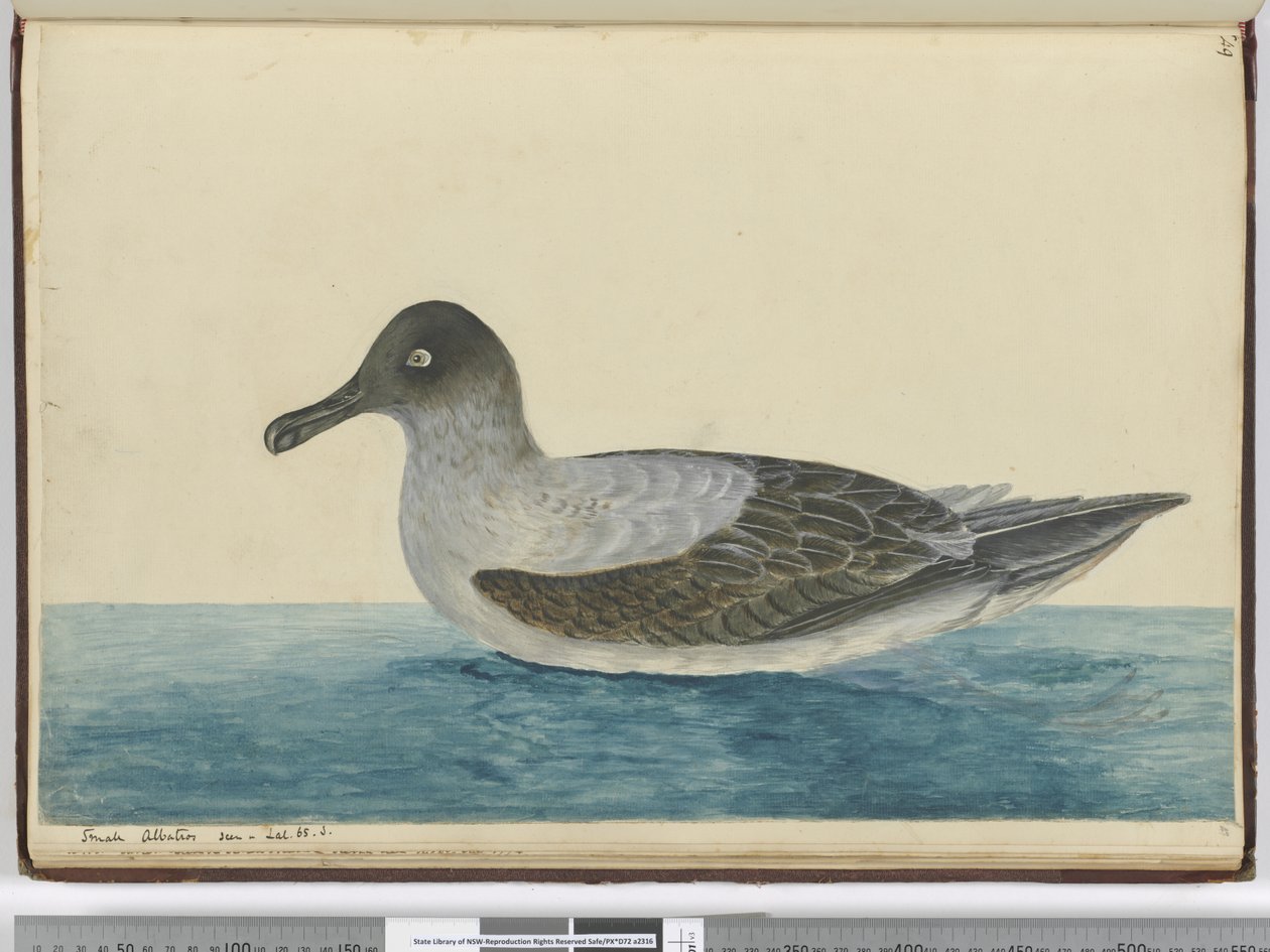 F.49 Liten albatross sedd i lat. 65 S., 1772-75 (wc) av Isaac Smith