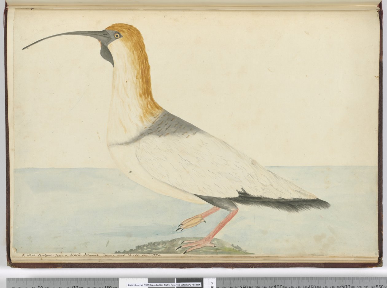 F.52 En ny slingor. Sett på Staten Island Tierra del Fuego januari 1774, 1772-75 (wc) av Isaac Smith