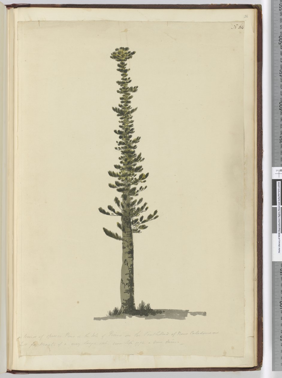 F.54 Typ av grantall på Isle of Pines på södra änden av Nya Kaledonien och hög för master av mycket stor sort. Ses sept. 1774..., 1772-75 (wc) av Isaac Smith