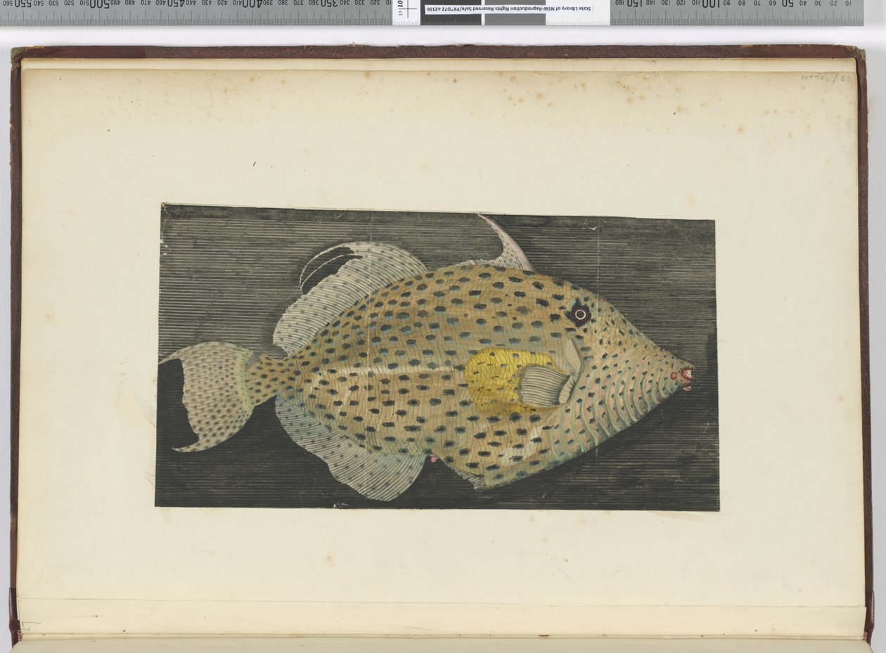 F.55 En fisk kallad Old Wife of S. Jago, 1772-75 (wc) av Isaac Smith