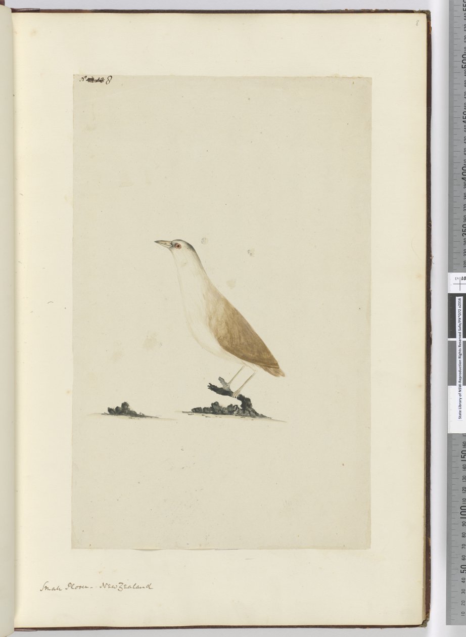 F.8 Småpipare. Nya Zeeland, 1772-1775 (wc) av Isaac Smith
