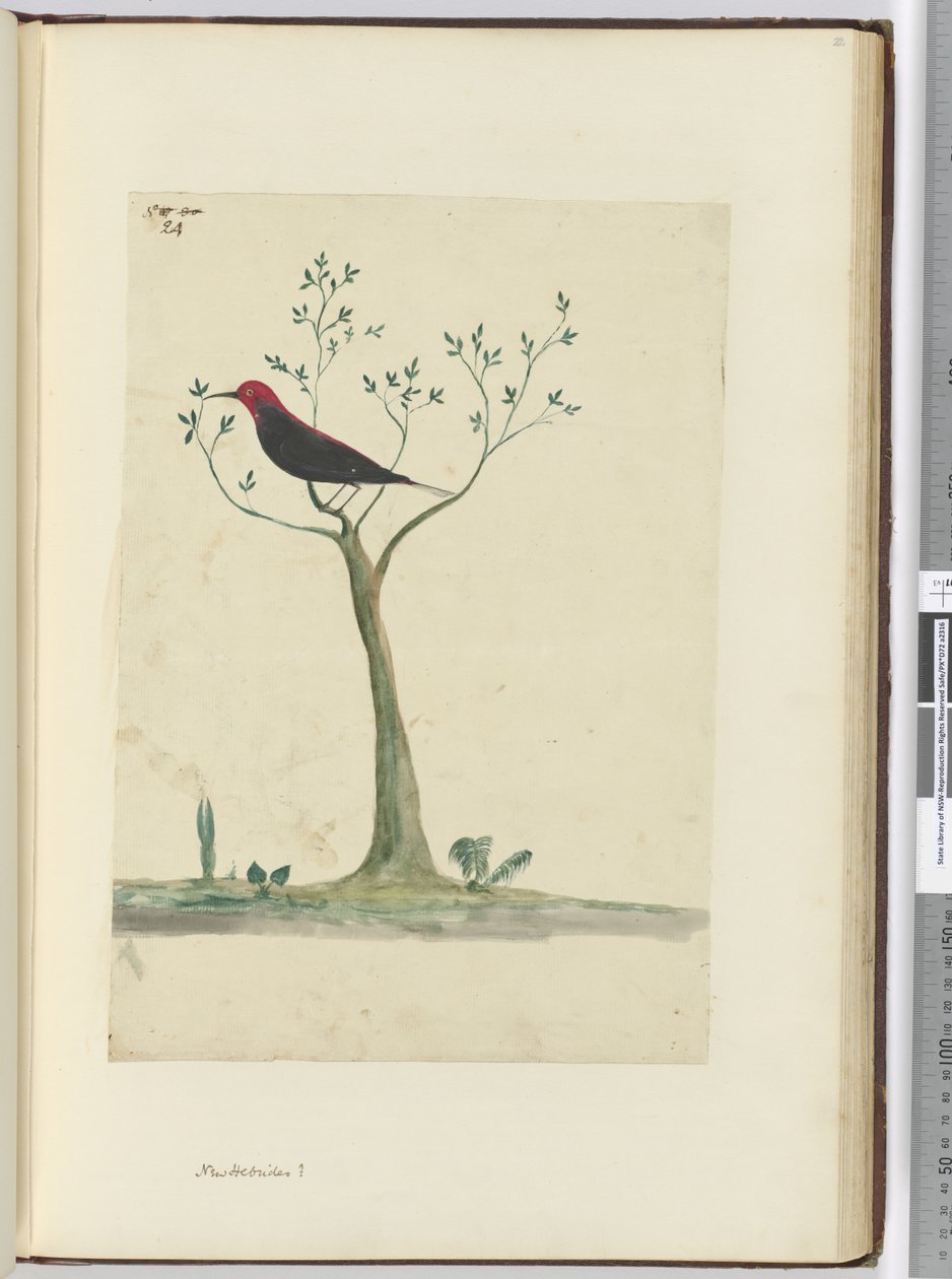 f.24 Nya Hebriderna ?, 1772-75 (wc) av Isaac Smith