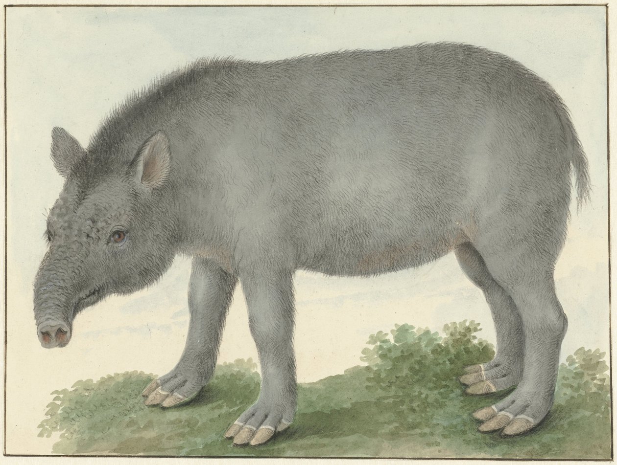 Tapir av Isaac van Haastert