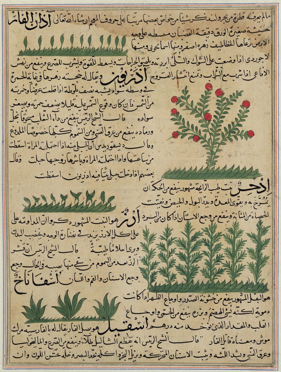 Ms E-7 fol. 142b Botaniska växter, illustration från "Skapelsens underverk och tillvarons kuriosa" av Zakariya-ibn Muhammed al-Qazwini av Islamic School