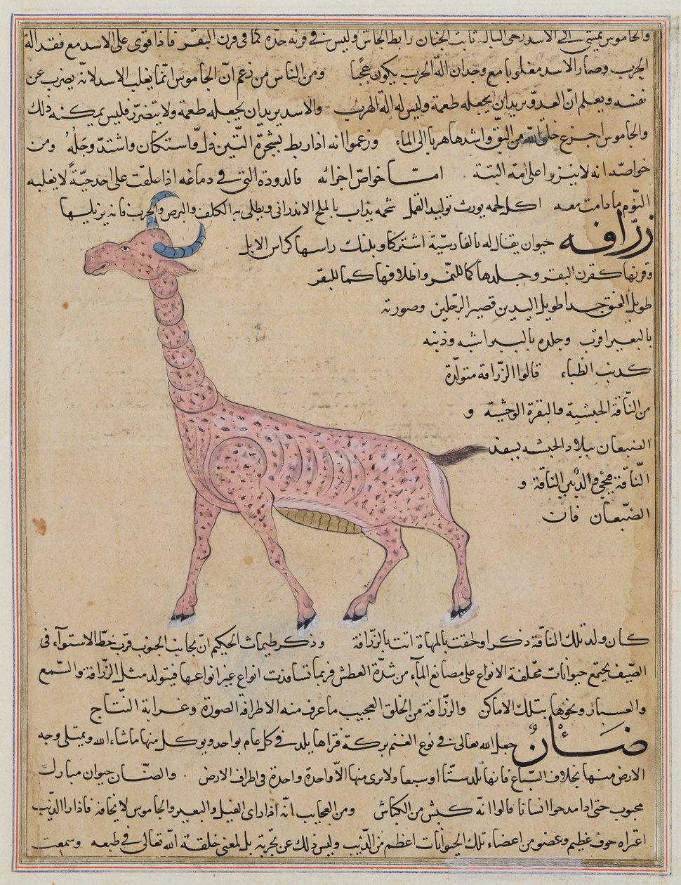 Ms E-7 fol.180 A Giraffe, från "Skapelsens under och tillvarons kuriosa" av Zakariya