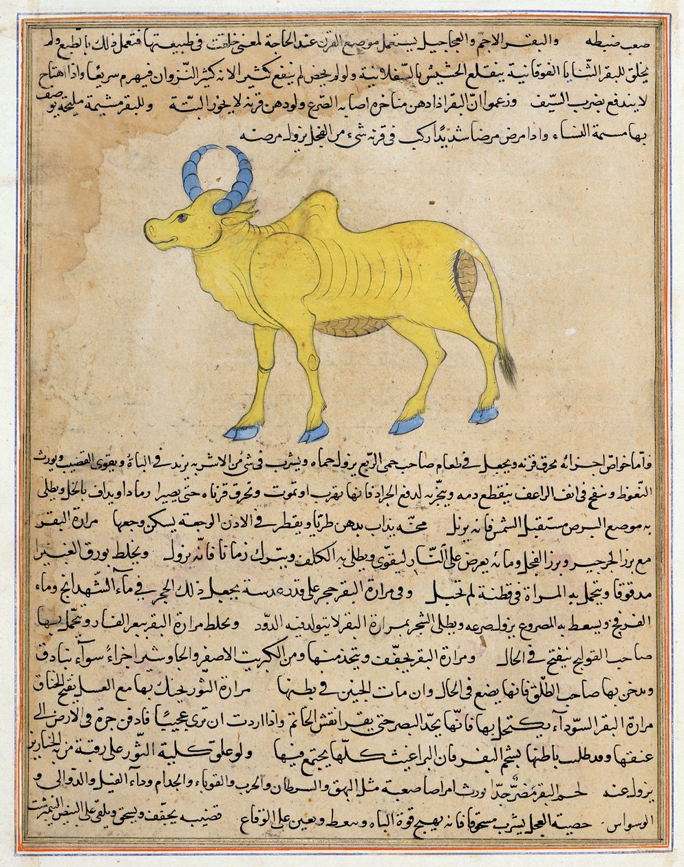 Ms E-7 fol.181b Zebu, illustration från "Skapelsens under och tillvarons kuriosa" av Zakariya