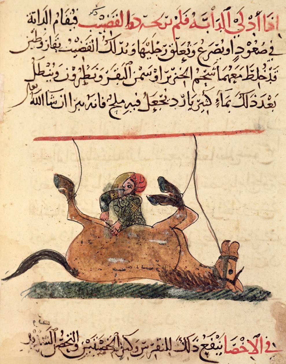 Operation på en häst, illustration från 
