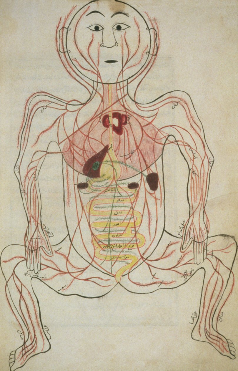 Per 129, f.20b Människans inre organ och cirkulationssystemet, illustration från Tashrih al-badan (bläck på papper) av Islamic School
