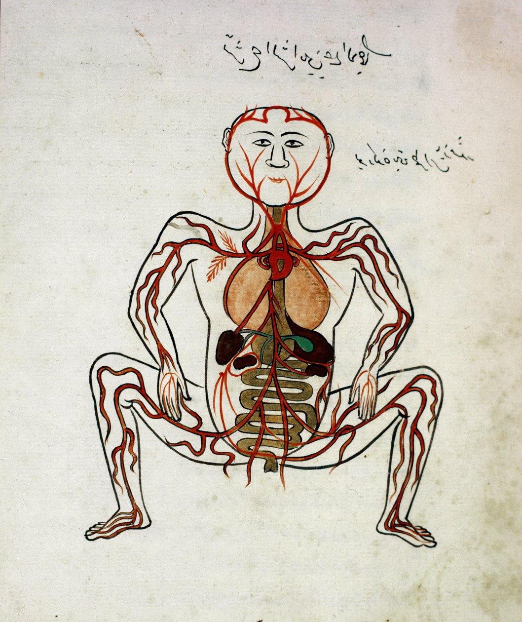 Arabisk medicin: "" blodcirkulation och matsmältningssystem"" Miniatyr av anatomimanuskriptet "" Tashrih bi al-Taswir"" (kroppens anatomi) av Mansur (Mansur) ibn Ilyas (cirka 1390) 1600-talets Istanbul, universitetsbiblioteket av Islamic School