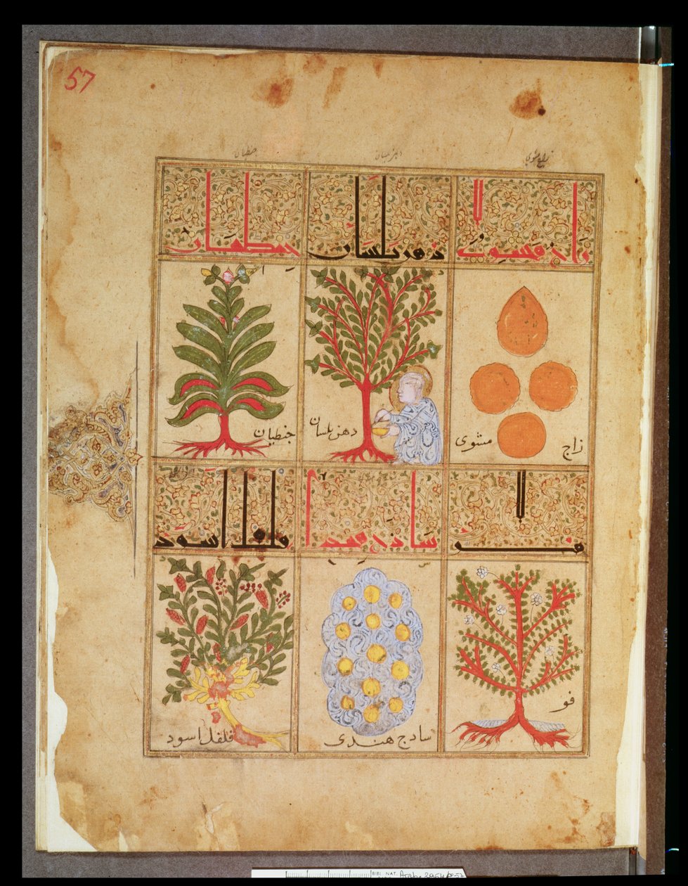 Ms. Arabe 2964 fol.57 Medicinalväxter för theriac, från Treatise of Theriac after Galien, 1217 av Islamic School