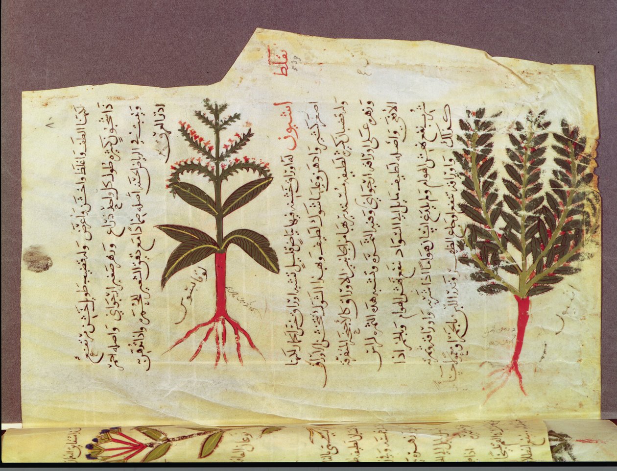 Ms. Arabe 4947 fol.84, Växter från en avhandling av Dioscoride, 1200-talet av Islamic School