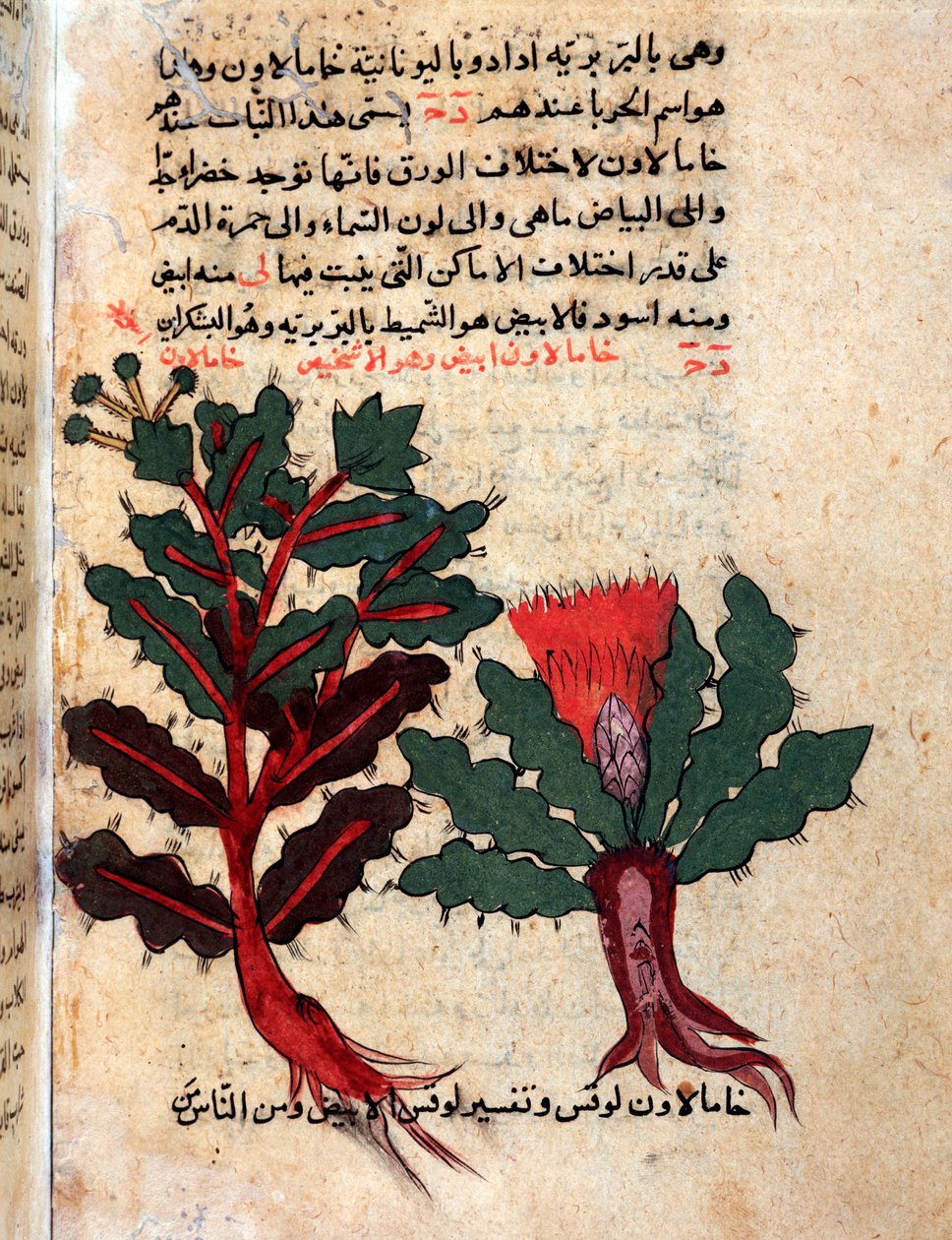 Sida från ett medicinskt herbarium (manuskript av Islamic School