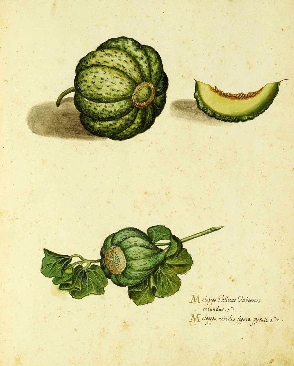 Heirloom Squash av Ulisse Aldrovandi (1522 - 1605) plåt publicerad i Piante Fiori Frutti (handfärgad gravyr). av Italian School