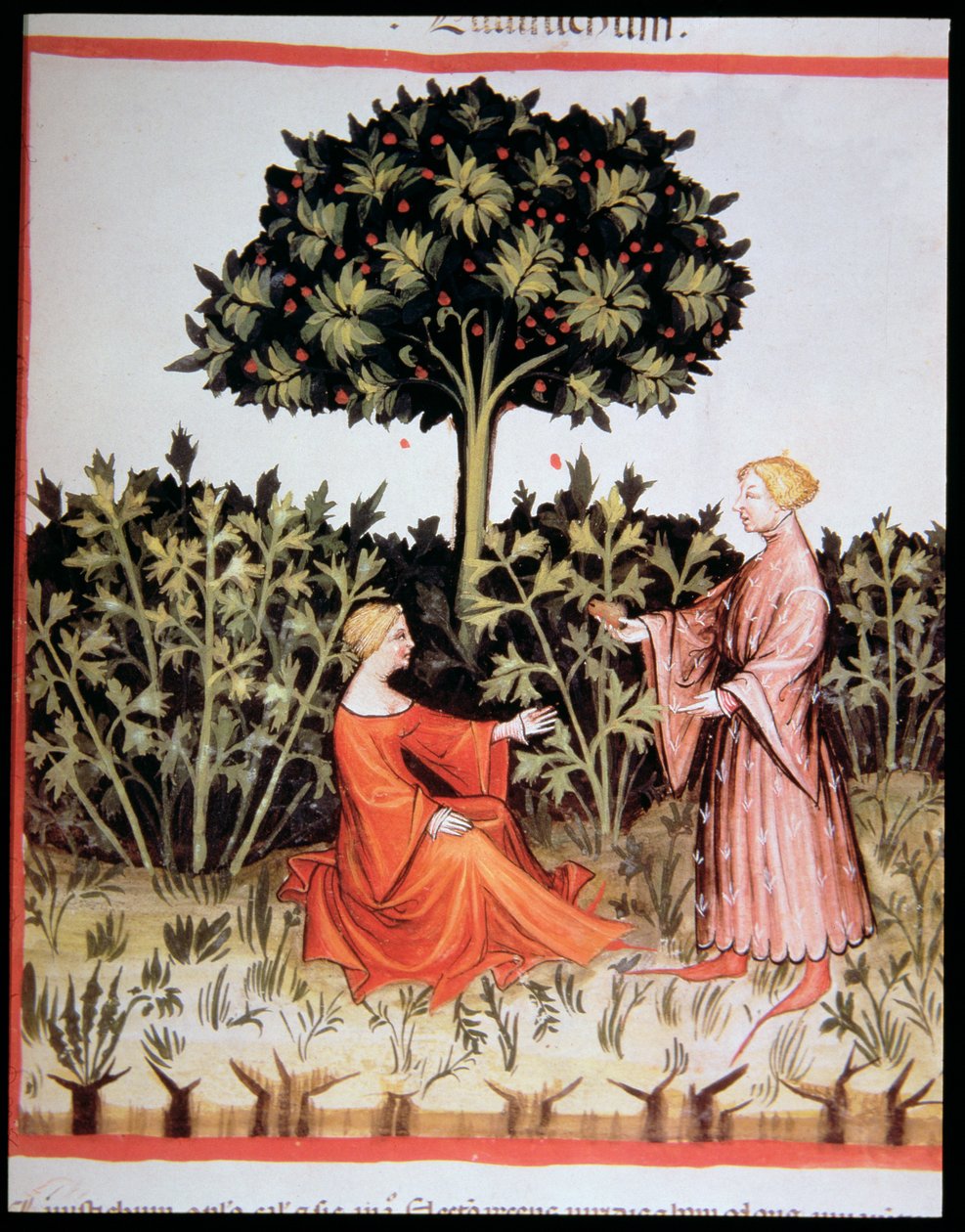 Nova 2644 fol. 36r Samlar rotselleri, från Tacuinum Sanitatis Code Vindobonensis av Italian School