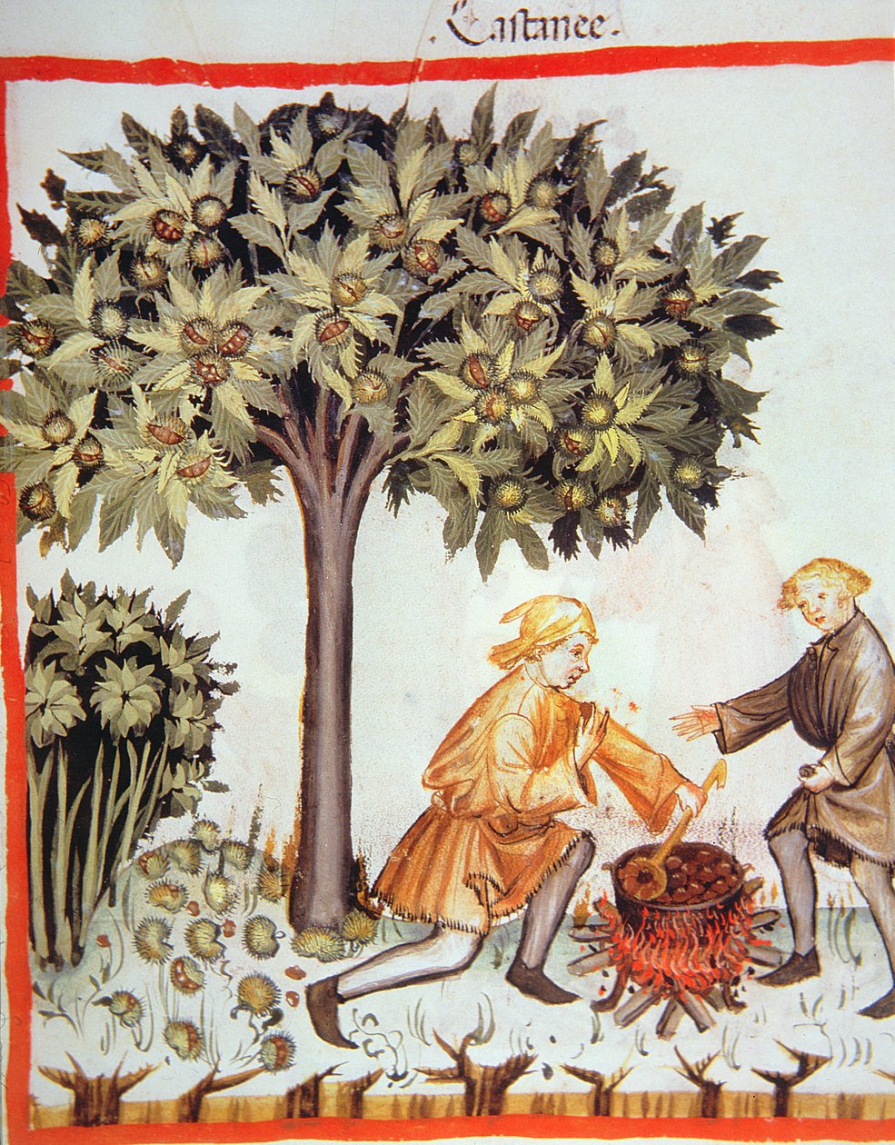 Nova 2644 fol.17r Skörda och koka kastanjer, från Tacuinum Sanitatis Codex Vindobonensis av Italian School
