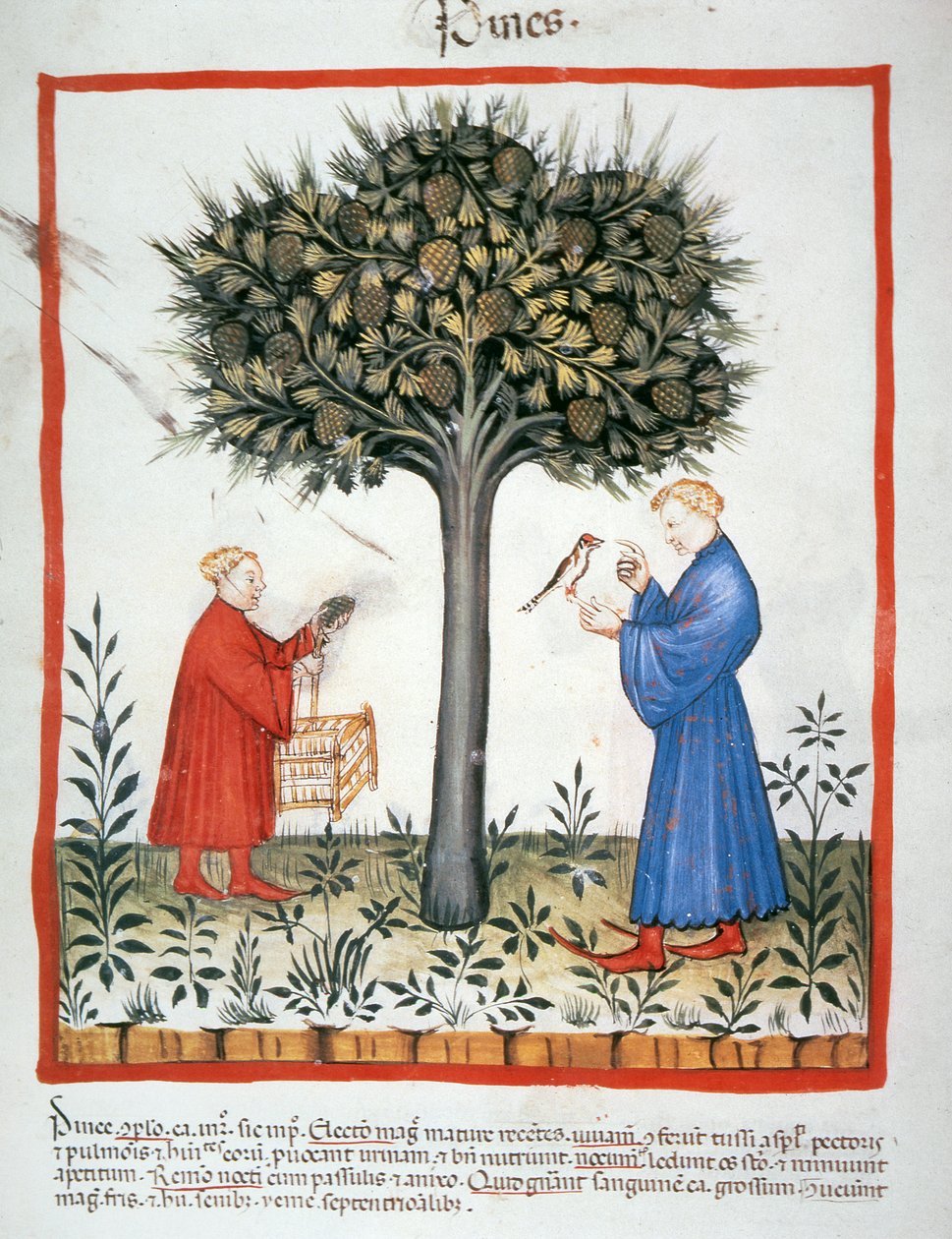 Nova 2644 fol.19v Samlande tallkottar, Tacuinum Sanitatis av Italian School