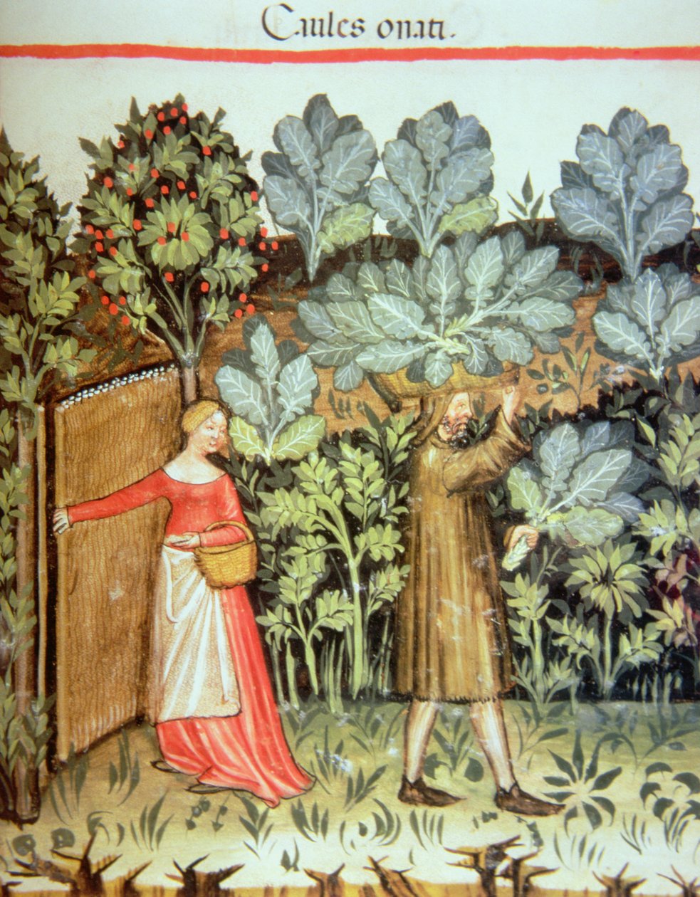 Nova 2644 fol.23r Skörda kål, från Tacuinum Sanitatis Codex Vindobonensis av Italian School