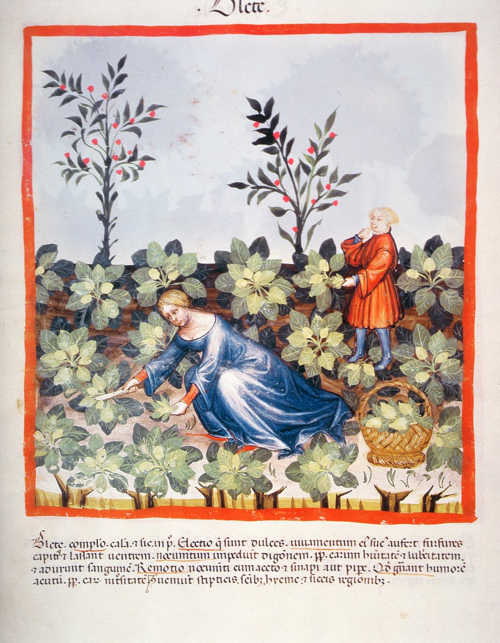 Nova 2644 fol.27r Skörda kinesiska löv, från Tacuinum Sanitatis av Italian School