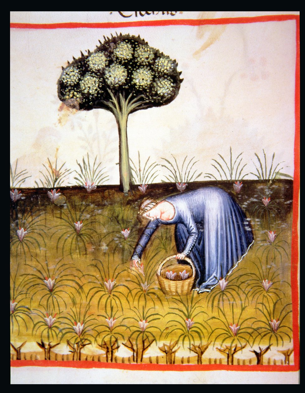 Nova 2644 fol.39r Gathering Violets, från Tacuinum Sanitatis av Italian School