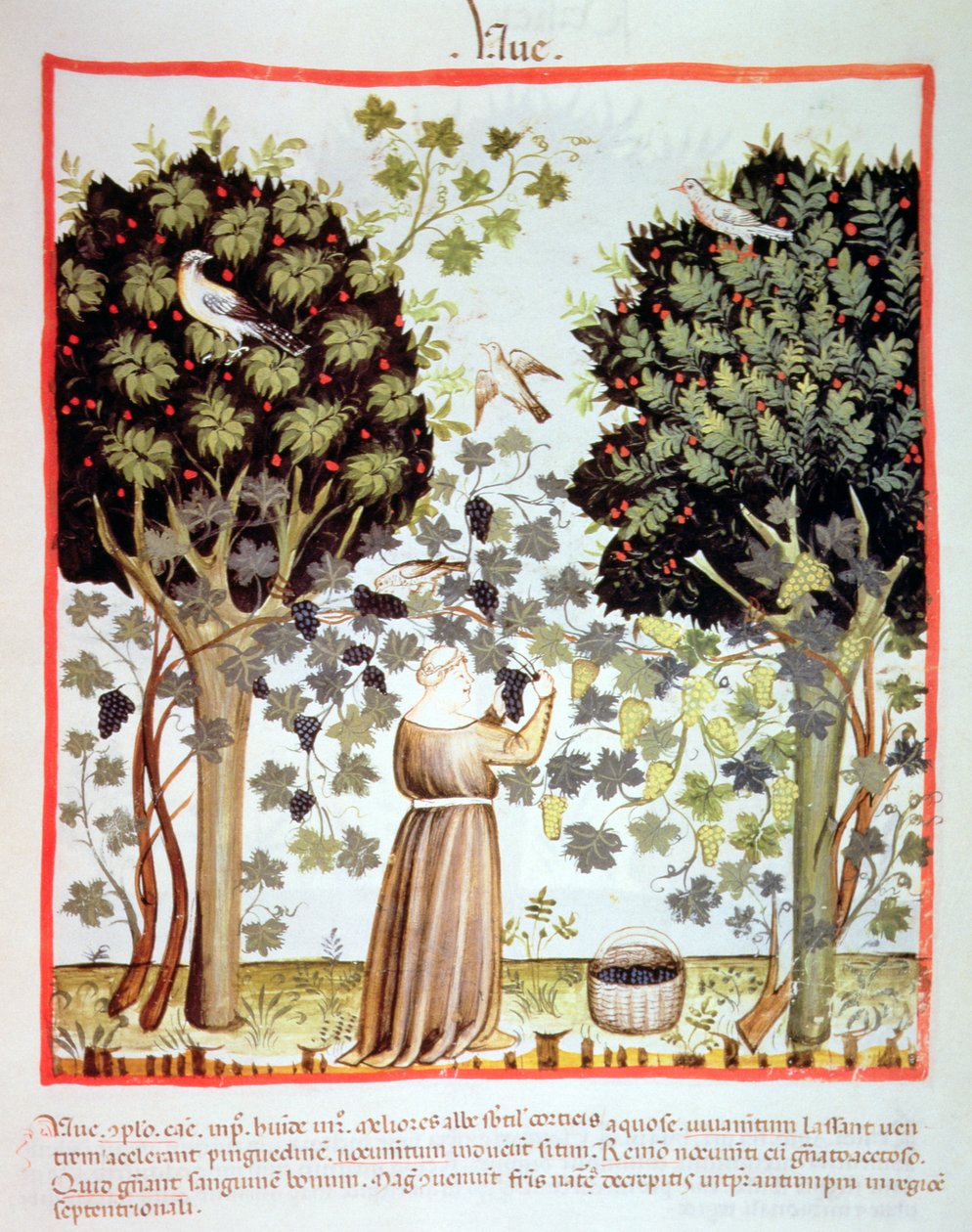 Nova 2644 fol.5r Skörd av druvor, Tacuinum Sanitatis av Italian School