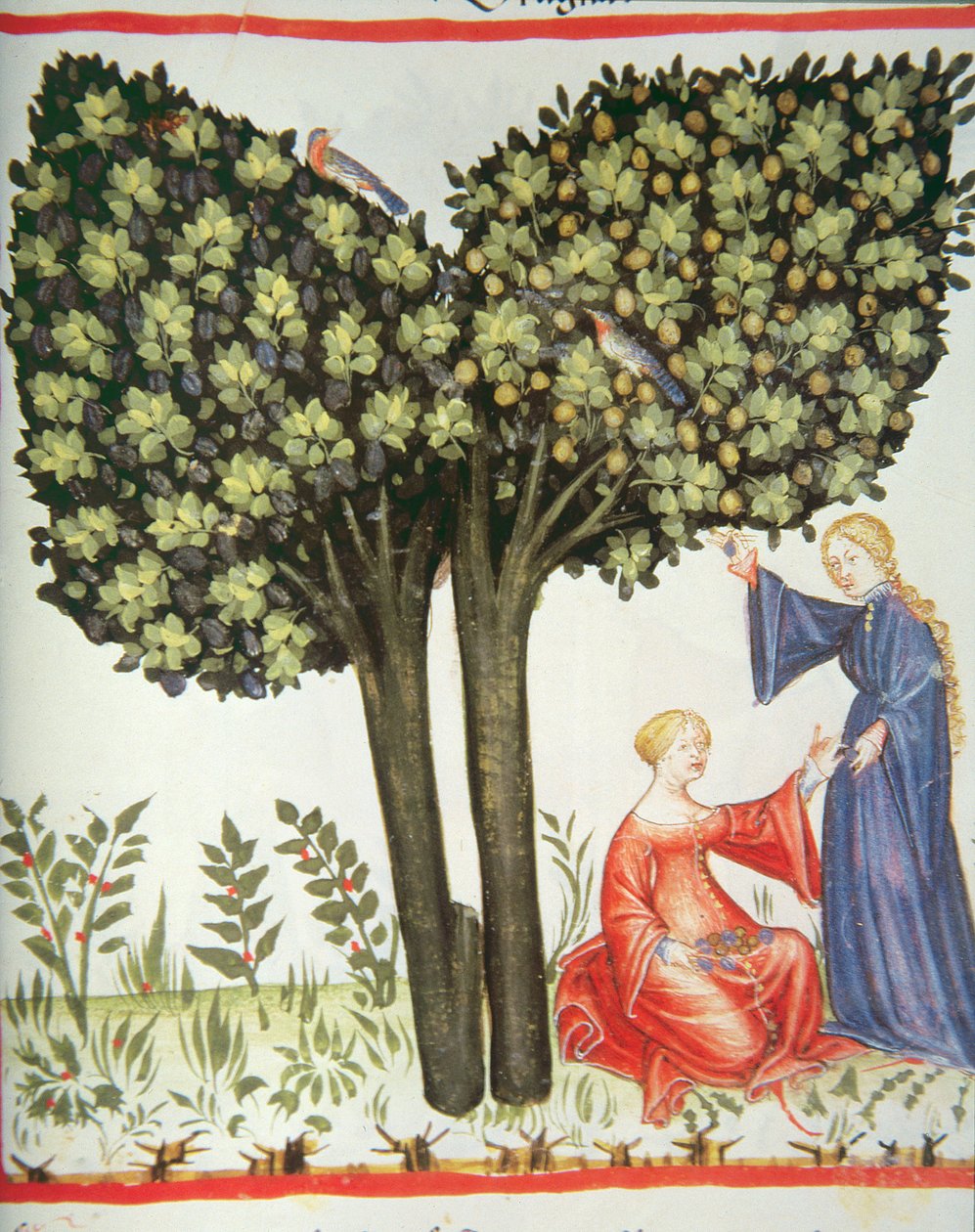 Nova 2644 fol.6r Plocka plommon av Italian School
