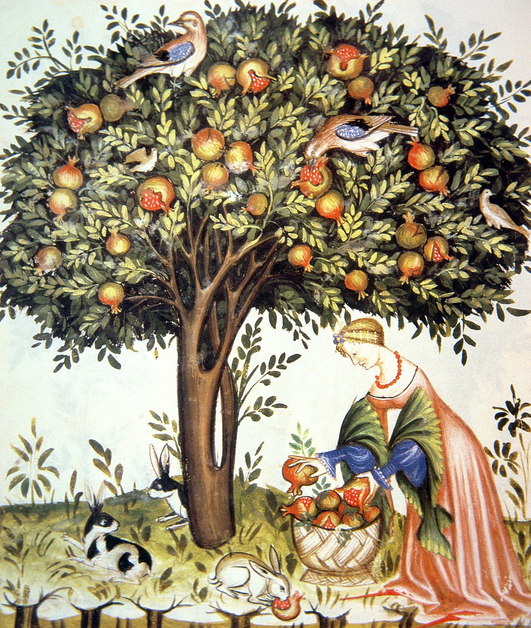 Nova 2644 fol.7v Samlar bittra granatäpplen, från Tacuinum Sanitatis av Italian School