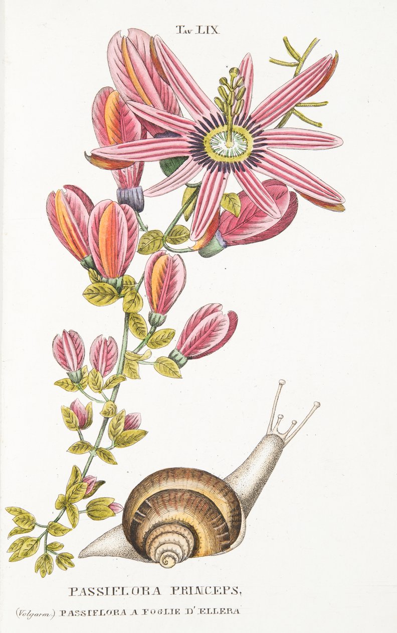 Passiflora Princeps, tallrik LIX, från LAntotrofia Ossia La Coltivazione DeFiori av Antonio Piccioli, pub.1834 av Italian School