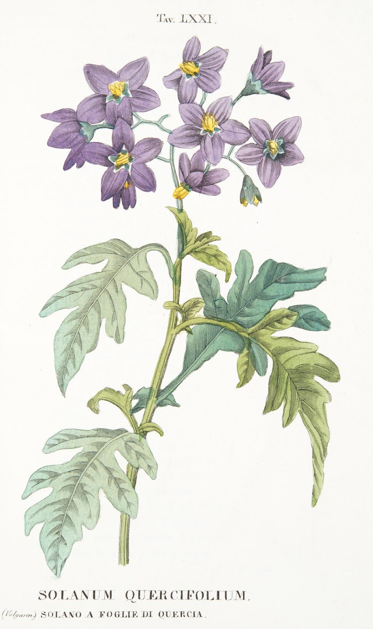 Solanum Quercifolium, tavla LXXI, från Antotrophy That is DeFiori Cultivation av Antonio Piccioli, pub. 1834 av Italian School