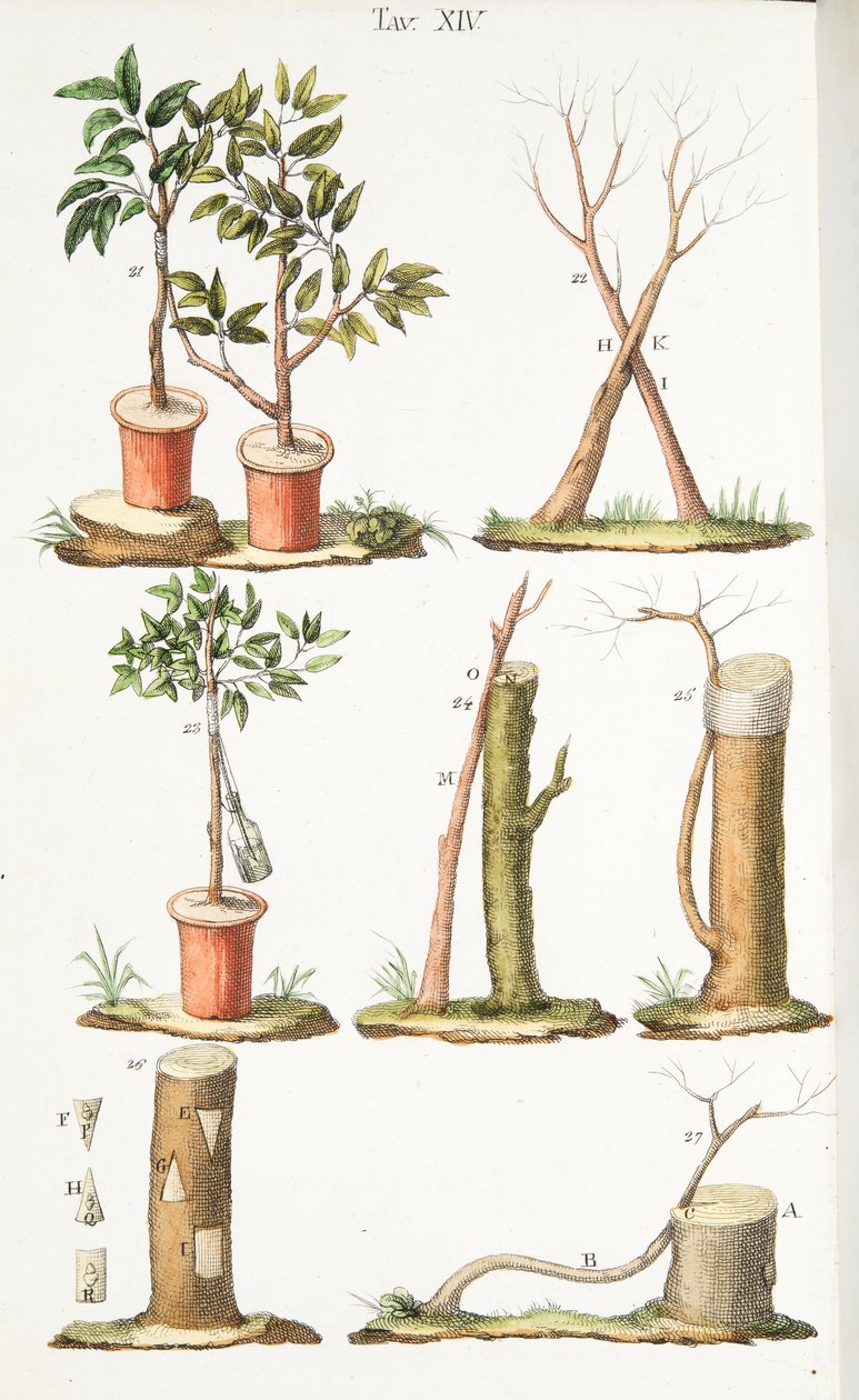 Olika exempel på ympning av fruktträd, tavla XIII, från LAntotrofia Ossia La Coltivazione DeFiori av Antonio Piccioli, pub.1834 av Italian School
